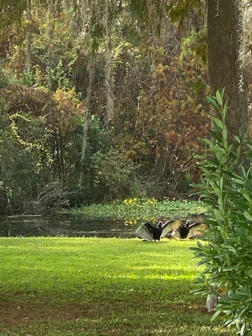 Apartment Professor Rousseau's Manatee Bay